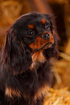 Cavalier King Charles Spaniel male, with black-and-tan, aged 6 months, in straw