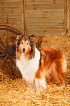 Rough Collie, bitch aged 10 years old in straw