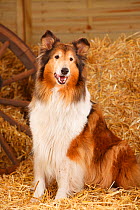 Rough Collie, bitch aged 10 years in straw