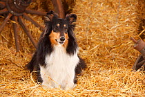 Rough Collie, bitch aged 4 years in straw