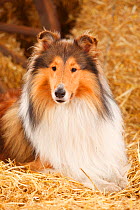Rough Collie, male aged 3 years in straw
