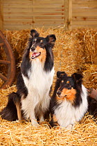 Rough Collies, bitches in straw