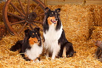 Rough Collies, bitches in straw