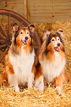 Rough Collies, bitches aged 10 and 14 years in straw