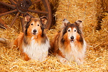 Rough Collies, bitches aged 10 and 14 years in straw