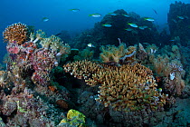 Coral Reef scenic, Bilang Bilangang East Island, Danajon Bank, Central Visayas, Philippines, April 2013