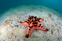 Chocolate Chip Sea Star (Protoreaster nodosus), Bilang Bilangang East Island, Danajon Bank, Central Visayas, Philippines, April