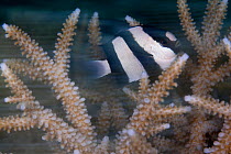 Humbug Dascyllus (Dascyllus aruanus) blurred motion shot, amongst corals. Bilang Bilangang East Island, Danajon Bank, Central Visayas, Philippines, April