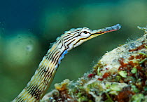 Messmate Pipefish (Corythoichthys sp.), Pandanon Island, Danajon Bank, Central Visayas, Philippines, April