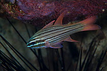 Manylined Cardinalfish (Apogon multilineatus), Pandanon Island, Danajon Bank, Central Visayas, Philippines, April
