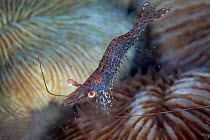 Prawn Shrimp (Penaeoidea/Decapoda), Inanuran Island, Danajon Bank, Central Visayas, Philippines, April