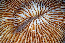 Prawn Shrimp (Penaeoidea/Decapoda) on coral, Inanuran Island, Danajon Bank, Central Visayas, Philippines, April
