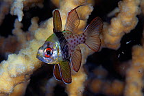 Pajama Cardinalfish (Sphaeramia nematoptera), Inanuran Island, Danajon Bank, Central Visayas, Philippines, April