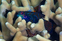 Mandarinfish (Synchiropus splendidus) among coral, Inanuran Island, Danajon Bank, Central Visayas, Philippines, April