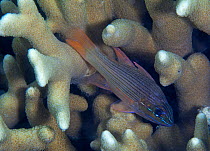 Manylined cardinalfish (Apogon multilineatus) Inanuran Island, Danajon Bank, Central Visayas, Philippines, April