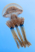 Spotted jellyfish (Mastigias papua) Inanuran Island, Danajon Bank, Central Visayas, Philippines, April