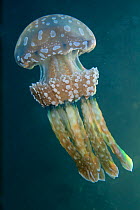 Jellyfish, Inanuran Island, Danajon Bank, Central Visayas, Philippines, April