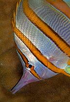 Long-beaked Coralfish (Chelmon rostratus), Inanuran Island, Danajon Bank, Central Visayas, Philippines, April