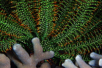 Feather Star (Crinoidea/ Echinodermata) and corals. Bilang Bilangang Island, Danajon Bank, Central Visayas, Philippines, April
