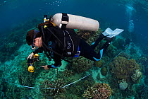 Diver measuring coral growth and cover, Bilang Bilangang Island, Danajon Bank, Central Visayas, Philippines, April 2013