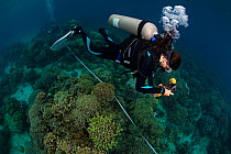 Diver measuring coral growth and cover, Bilang Bilangang Island, Danajon Bank, Central Visayas, Philippines, April 2013