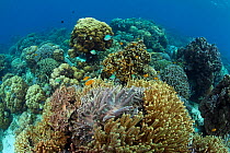 Coral reef scenic, Bilanng Bilangang Island, Danajon Bank, Central Visayas, Philippines, April 2013