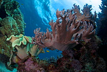 Coral reef scenic, Bilanng Bilangang Island, Danajon Bank, Central Visayas, Philippines, April 2013