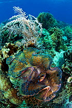 Giant clam (Tridacna sp.) on reef, Bilang Bilangang Island, Danajon Bank, Central Visayas, Philippines, April