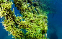 Seaweed farm, near Taglibas, Danajon Bank, Central Visayas, Philippines, April