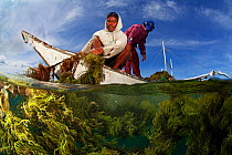 Men harvesting seaweed from seaweed farm, near Taglibas, Danajon Bank, Central Visayas, Philippines, April 2013