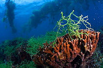 Seaweed  farm, above live coral, seaweed farm, near Taglibas, Danajon Bank, Central Visayas, Philippines, April
