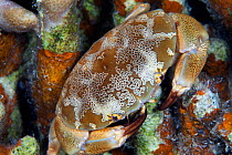 Floral Egg Crab (Atergatis floridus), Batasan Island, Danajon Bank, Central Visayas, Philippines, April
