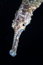 Double-ended Pipefish (Syngnathoides biaculeatus), Batasan Island, Danajon Bank, Central Visayas, Philippines, April