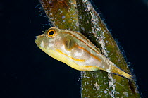 Striped Pufferfish (Arothron manilensis), Batasan Island, Danajon Bank, Central Visayas, Philippines, April