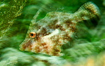 Bristle-tailed Filefish (Acreichthys tomentosus), Batasan Island, Danajon Bank, Central Visayas, Philippines, April
