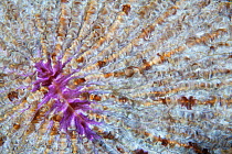 Plate coral (Fungia sp.) Budlaan Island, Danajon Bank, Central Visayas, Philippines, April