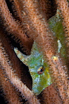 Bristle-tailed Filefish (Acreichthys tomentosus) hiding amongst corals, Budlaan Island, Danajon Bank, Central Visayas, Philippines, April