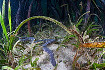 Mangrove file snake (Acrochordus granulatus) Batasan Island, Danajon Bank, Central Visayas, Philippines, April
