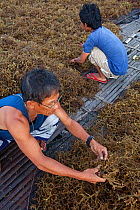 People cleaning farmed seaweed, Guindacpan Island, Danajon Bank, Central Visayas, Philippines, April 2013