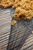 Cleaned seaweed on net, from seaweed farm, Guindacpan Island, Danajon Bank, Central Visayas, Philippines, April