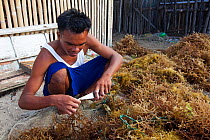 Man cleaning seaweed, from seaweed farm, Guindacpan Island, Danajon Bank, Central Visayas, Philippines, April 2013
