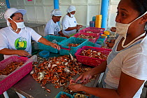 Women working in a crab processing factory, Danajon Bank, Central Visayas, Philippines, April 2013