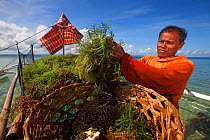 Man unloading seaweed, Hambungan Island, Danajon Bank, Central Visayas, Philippines, April 2013
