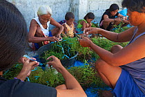 Group of women and children tying seaweed, Hambungan Island, Danajon Bank, Central Visayas, Philippines, April 2013