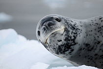 Leopard seal (Hydrurga leptonyx) resting on ice, Wilhelmina Bay, Gerlache Strait. Antarctic Peninsula, Antarctica