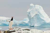 Gentoo penguins (Pygoscelis papua) calling,  Cuverville Island. Antarctic Peninsula, Antarctica