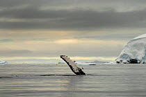 Humpback whale (Megaptera novaengliae) flipper above the surface after breaching, Wilhelmina Bay, Gerlache Strait. Antarctic Peninsula, Antarctica