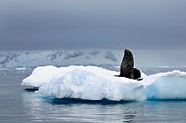 Antarctic fur-seal (Artocephalus gazella) on an ice floe. Antarctic Peninsula, Antarctica