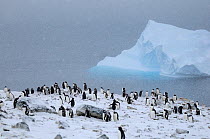 Gentoo penguins under heavy snowfall (Pygoscelis papua) Danco Island. Antarctic Peninsula, Antarctica.