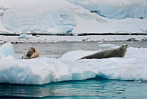 Crabeater seals (Lobodon carcinophaga) on ice floe, Antarctic Peninsula, Antarctica